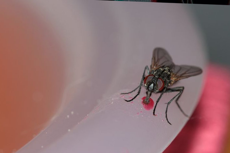 Flies (Pixabay)