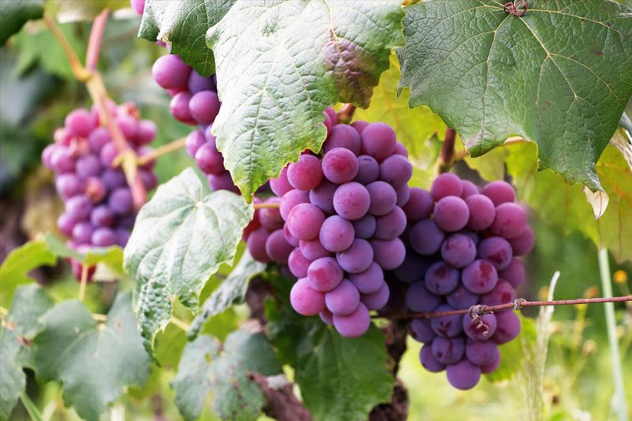 Grapes