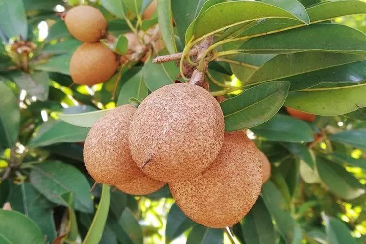 Sapodilla (Illustration)