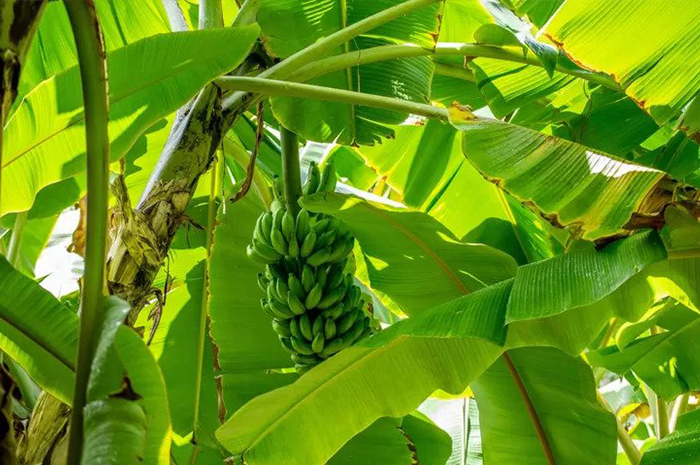 How to Combat Fusarium Wilt on Banana Trees Using Salt and Detergent (Photo By: Unsplash)