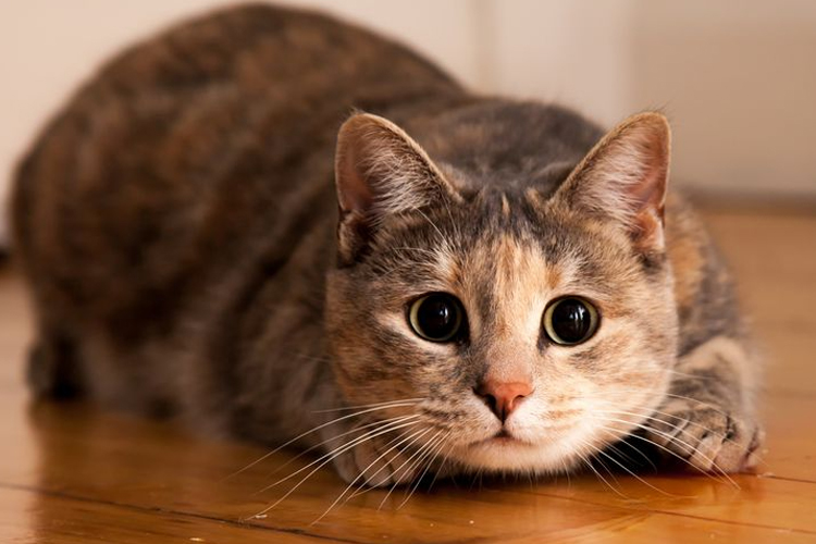 5 Key Differences between Male and Female Cats: Which One Makes a Better Pet?