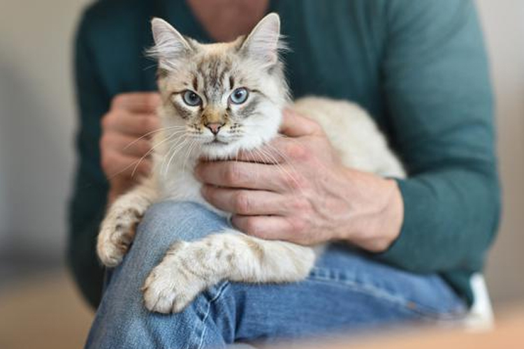How to Remove Cat Urine Stains and Odor from Your Carpet