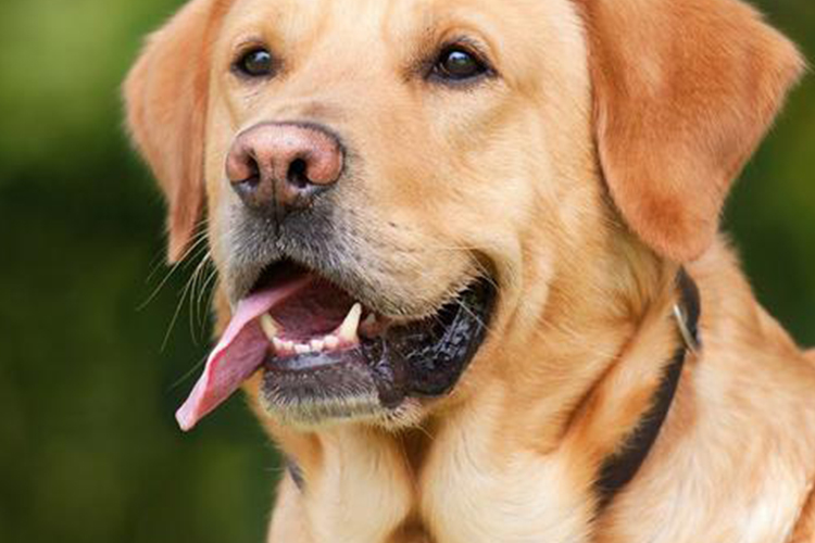 5 Smells Dogs Hate: Keeping Your Home Odor-Free (Pixabay)