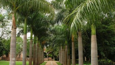 Difference Between Coconut Trees and Palm Trees (flickr.com)