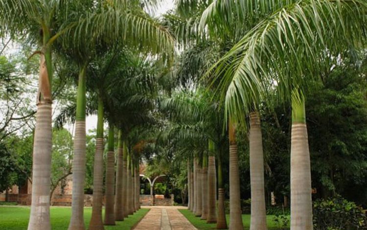 Difference Between Coconut Trees and Palm Trees (flickr.com)